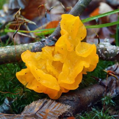 tremella mesenterica fungus