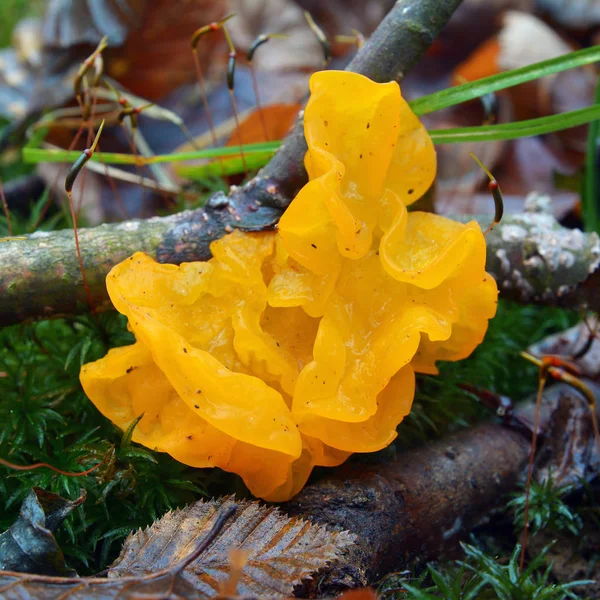 Tremella mesenterica fungus — 스톡 사진