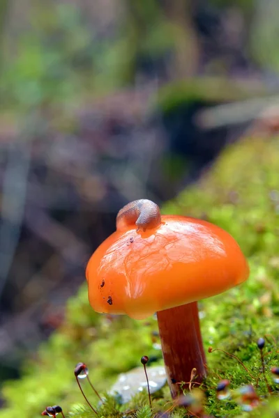 Flammulina velutipes, champignon enokitake — Photo