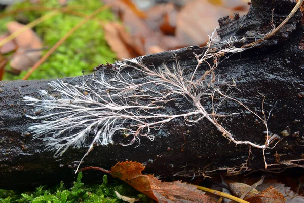 Mycelial καλώδιο, rizomorph Εικόνα Αρχείου