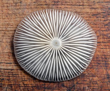 xerula radicata mushroom