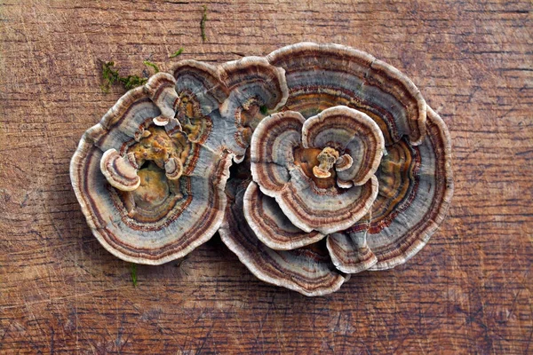 Trametes versicolor fungus — Stock Photo, Image
