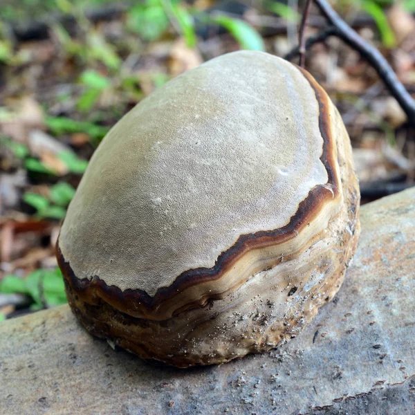 Εστίες fomentarius μύκητα — Φωτογραφία Αρχείου