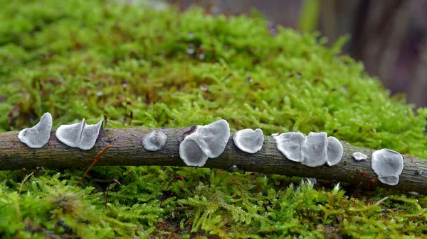 Datronia mollis houba — Stock fotografie