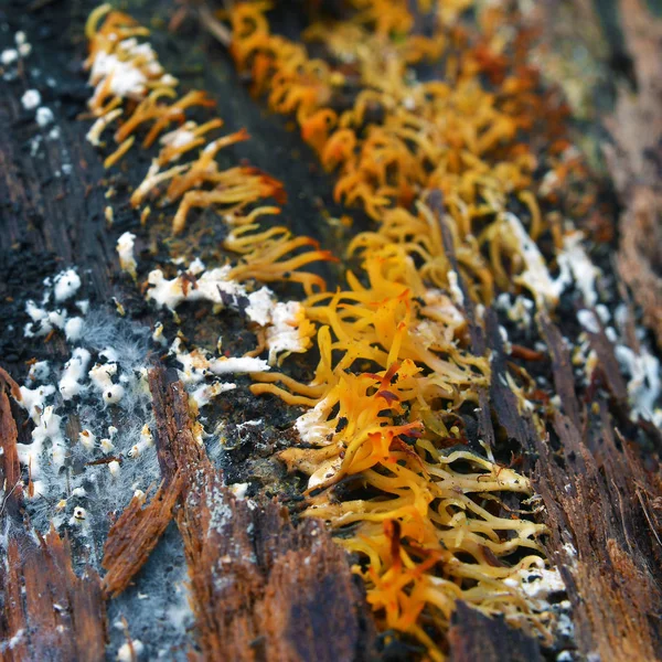 Calocera furcata houba — Stock fotografie