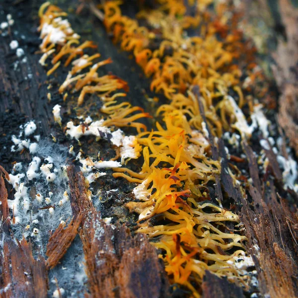 Calocera furcata svamp — Stockfoto