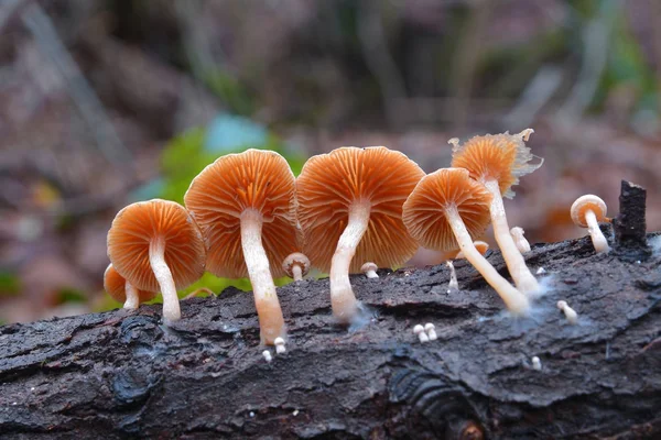 Tubaria pellucida 버섯 — 스톡 사진