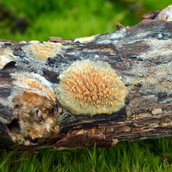 Phlebia nothofagi μύκητα — Φωτογραφία Αρχείου