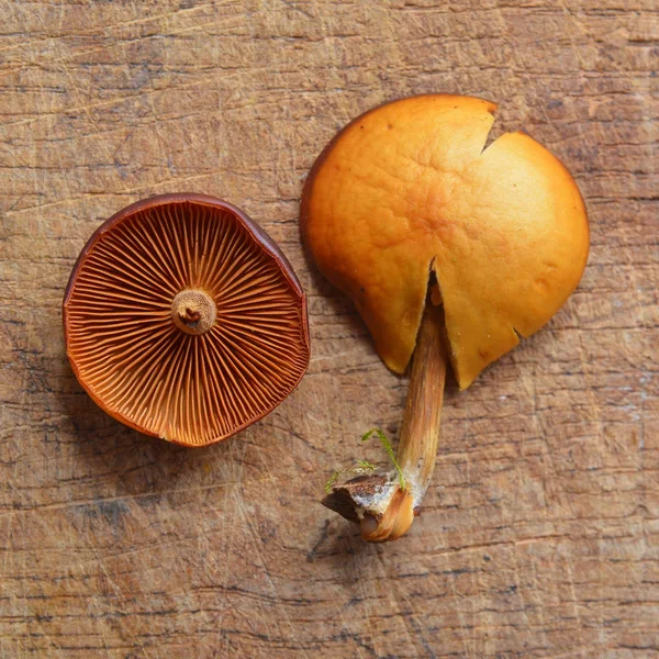 Galerina marginata 버섯 스톡 이미지