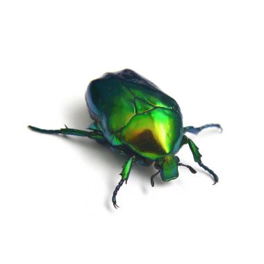Gül böceği, Cetonia aurata