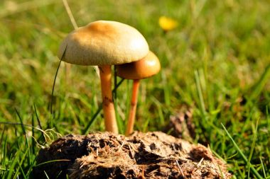 Protostropharia semiglobata mantar