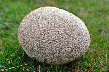 Handkea utriformis mantar