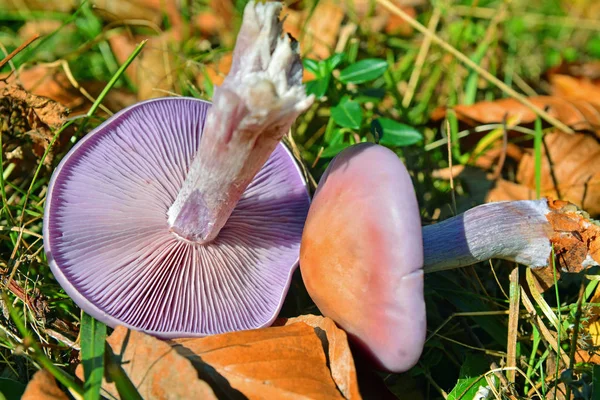 大杯伞光壳蘑菇 — 图库照片