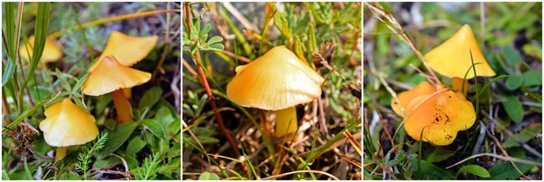 Hygrocybe autoconica mushroom — Stock Photo, Image