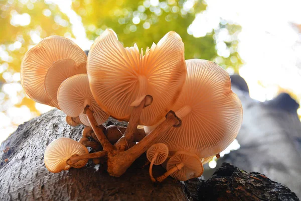 Oudemansiella mucida гриб — стоковое фото