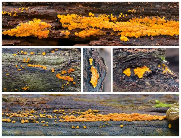 Bisporella citrina μύκητα — Φωτογραφία Αρχείου