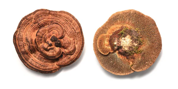 Síťkovec načervenalý houba — Stock fotografie