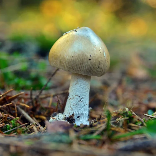 Amanita vaginata mushroom — Stock Photo, Image