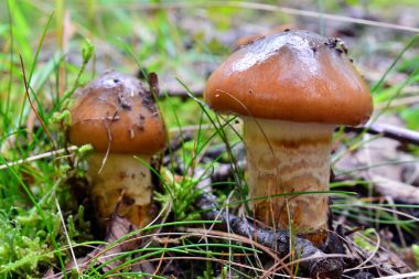 Cortinarius trivialis mantar 