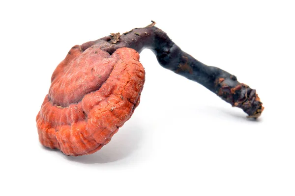 Cogumelo Ganoderma Lucidum — Fotografia de Stock