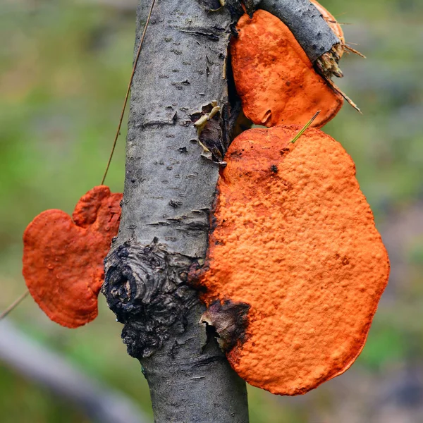 Červené pycnoporus cinnabarinus houby — Stock fotografie