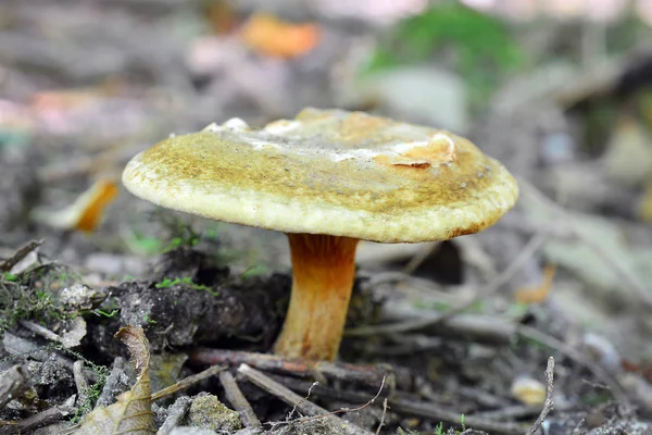 Paxillus involutus mushroom — Stock Photo, Image