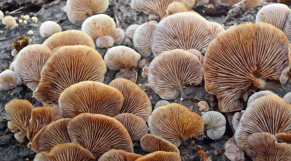 Крепидот мягкий гриб — стоковое фото