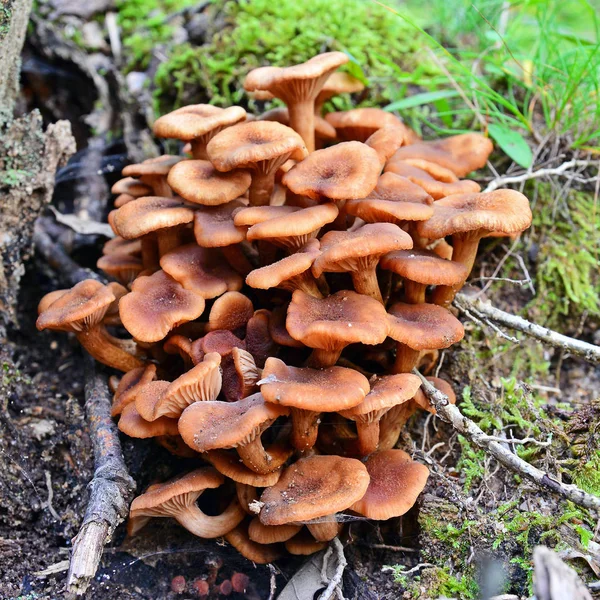 Armillaria tabescens 버섯 — 스톡 사진