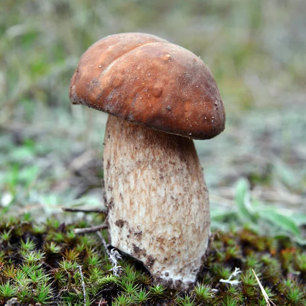 Borowik szlachetny grzyby — Zdjęcie stockowe
