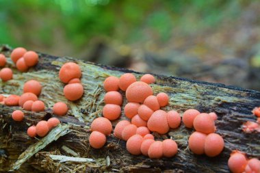 Lycogala epidendrum sümük kalıp 