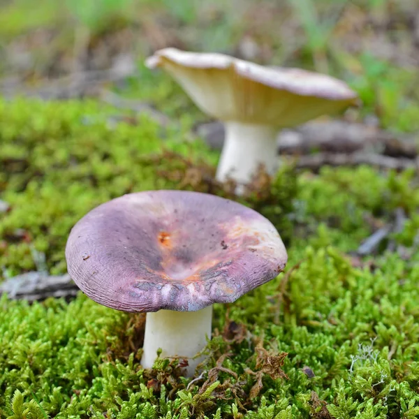 Gołąbek modrożółty grzyb — Zdjęcie stockowe