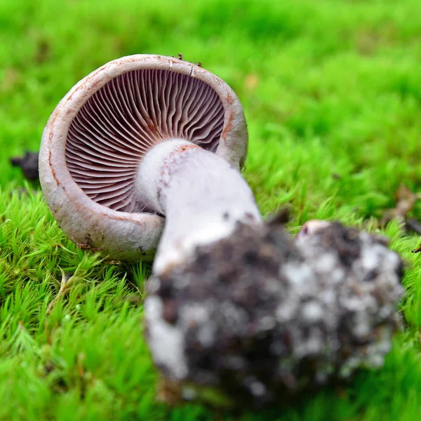 Cortinarius torvus mushroom — Stock Photo, Image