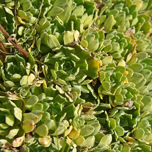 Saxifraga paniculata plante — Photo