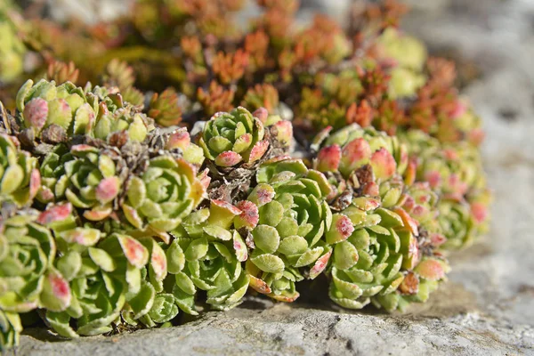 Saxifraga paniculata plant — Stock Photo, Image