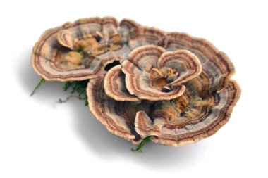 trametes versicolor mantar 