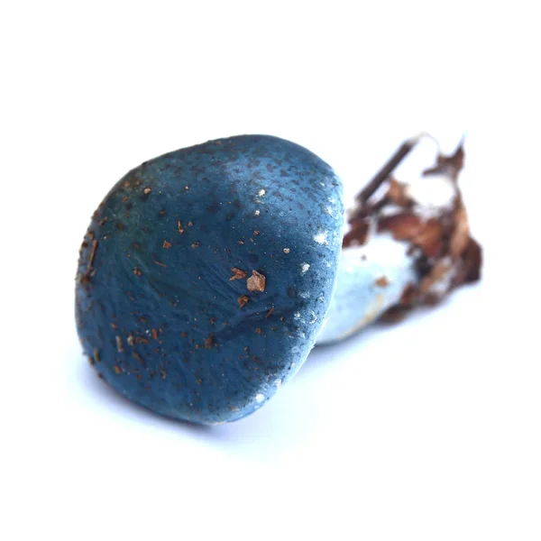 Stropharia caerulea — Stockfoto