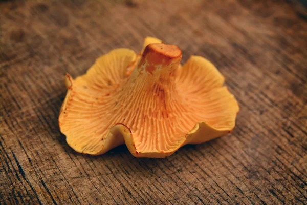 Cogumelos chanterelle comestíveis — Fotografia de Stock