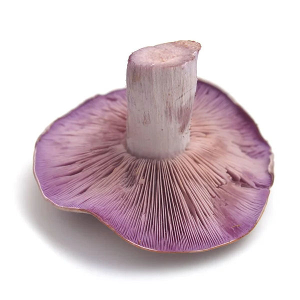 Clitocybe nuda 버섯 스톡 사진