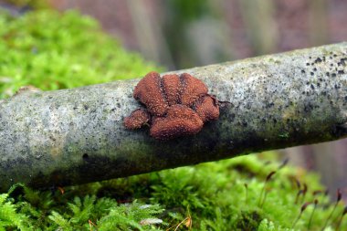 encoelia furfuracea mantar
