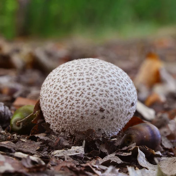 Seta Lycoperdon perlatum — Foto de Stock