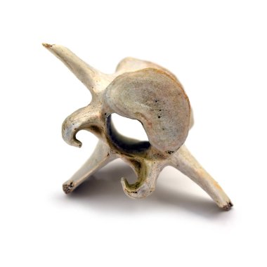 omur üzerinde beyaz