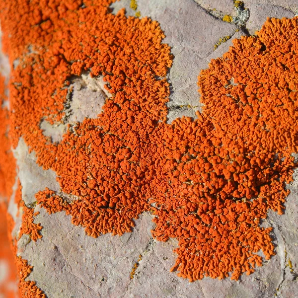 Xanthoria elegans lichen — стоковое фото