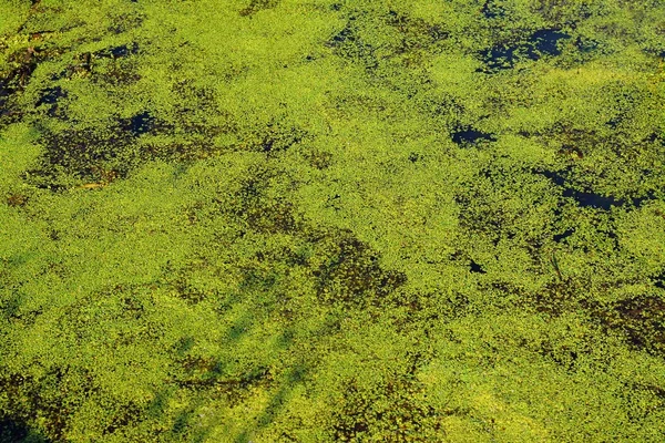 Algae on pond — Stock Photo, Image