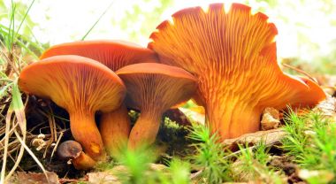 Omphalotus olearius mantarı  