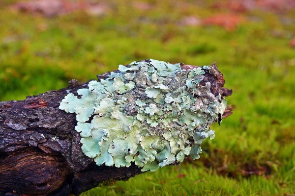 Korstmossen, Flavoparmelia caperata — Stockfoto