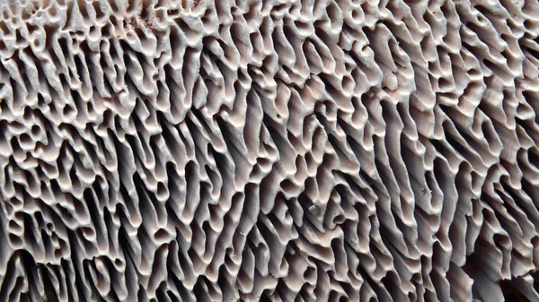 Kieuwen van paddenstoel, lenzites — Stockfoto