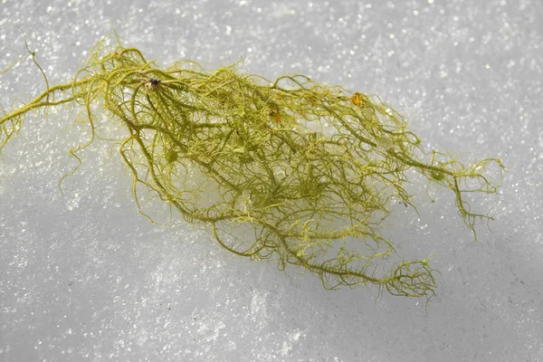 Usnea filipendula lichen, barbe de poisson — Photo