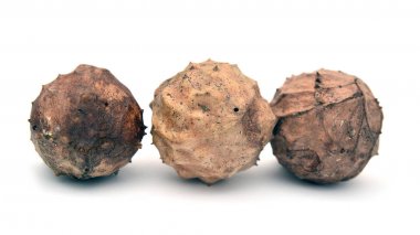 andrigus safra parazit 