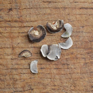 datronia mollis mantar