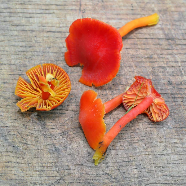Hygrocybe miniata mushroom — 스톡 사진